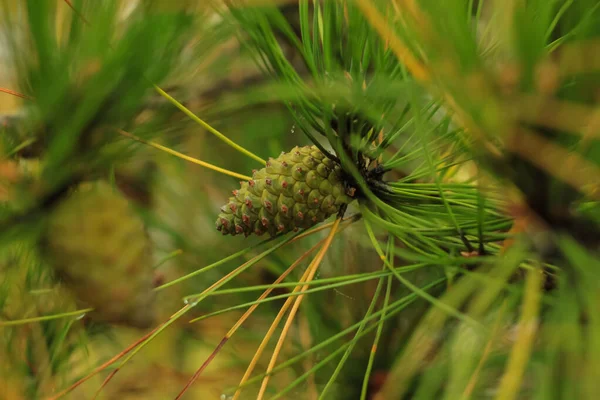 Schöne junge Tannenzapfen und Nadeln an einem Ast. Bokeh unklarer Hintergrund. — Stockfoto