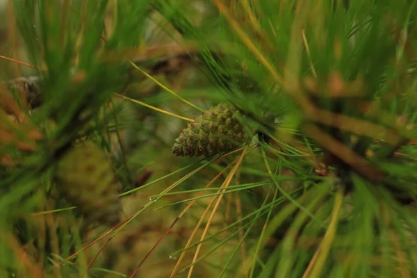 Vackra unga kottar och nålar på en gren. Bokeh suddig bakgrund. — Stockfoto