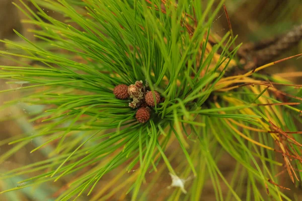 Hermosos conos de pino joven y agujas en una rama. Bokeh fondo borroso . — Foto de Stock