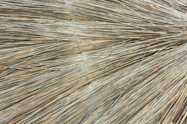 Straw umbrellas on an empty beach on a foggy day. Rainy cold weather on the sea coast. Travel photography.