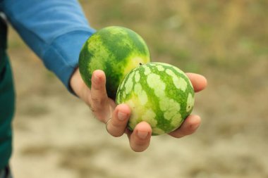View of fresh ripe green small watermelons. Freshly harvested sw