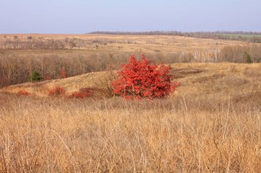Parlak kırmızı ve turuncu yapraklı güzel bir ağaç. Vahşi Avrupa grevleri, Cotinus çalıları. Doğa duvar kâğıdı.
