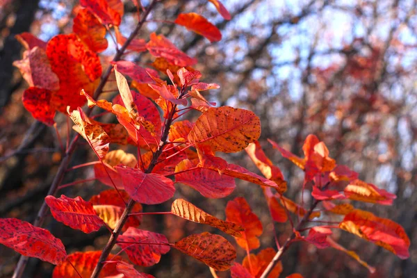 Krásný strom s jasně červenými a oranžovými listy. Brunches of wild European smoketree, Cotinus bush. Přírodní tapeta. — Stock fotografie