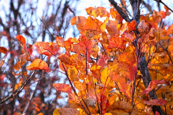 Krásný strom s jasně červenými a oranžovými listy. Brunches of wild European smoketree, Cotinus bush. Přírodní tapeta. — Stock fotografie