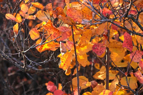 Krásný strom s jasně červenými a oranžovými listy. Brunches of wild European smoketree, Cotinus bush. Přírodní tapeta. — Stock fotografie