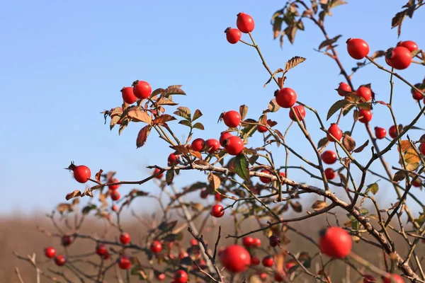 Rosehip on a bush in the forest. Fresh berries harvest concept. Vitamins treatments for immunity and cold remedies. — Stock Photo, Image