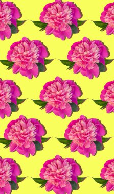 Pembe şakayık çiçekleri sarı arka planda düzenli dikey desen. Cep telefonu masaüstü web sitesi çiçek tasarımı için güzel bir kafa. Paeonia lactiflora yeşil yapraklar. Renkli şakayık yaprakları