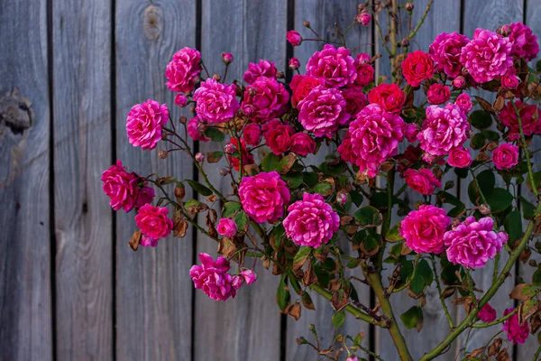 Pink Roses Bush Old Wooden Fence Background Beautiful Dark Moody — Stock Photo, Image