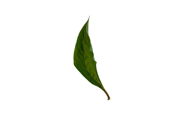 Peony Pojedynczy Zielony Liść Izolowany Białym Tle Kwiat Szczegół Kliparty — Zdjęcie stockowe