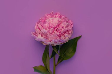 Pastel mor arka planda pembe şakayık çiçeği. Çiçek desenli güzel bir bitki tasarımı. Yeşil yapraklı ve yapraklı bir gül renkli Paeonia bitkisi. Yaratıcı minimalizm düz ve doğal gölgesi vardı.