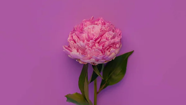 Рожева Квітка Півонії Пастельно Фіолетовому Тлі Веб Банер Прекрасний Квітучий — стокове фото