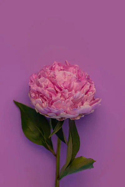 Flor Peônia Rosa Fundo Púrpura Pastel Projeto Floral Botânico Florescendo — Fotografia de Stock
