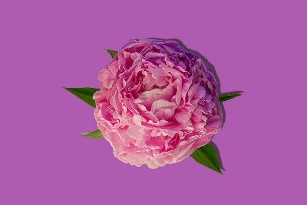 Рожева Квітка Півонії Пастельно Фіолетовому Фоні Видом Зверху Тіні Прекрасний — стокове фото