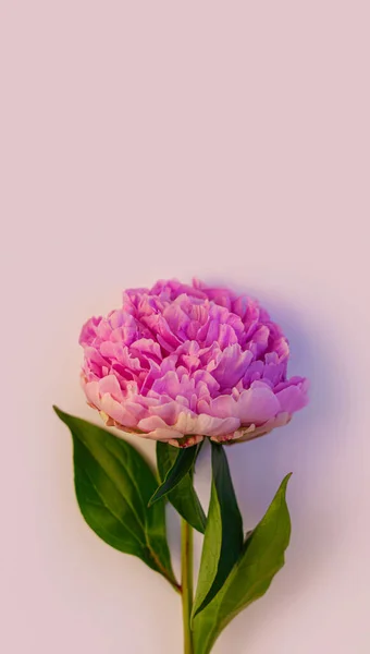 Flor Peônia Rosa Com Sombra Fundo Roxo Pastel Claro Banner — Fotografia de Stock