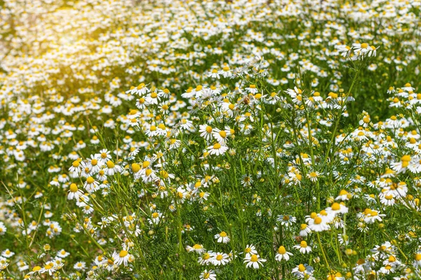 ミツバチと一緒に新鮮なカモミールの牧草地を開花させます 緑の葉を背景に美しいカモミールの花 バレンタインの母の日の挨拶カード コピースペースのテキスト記号と夏の壁紙 — ストック写真