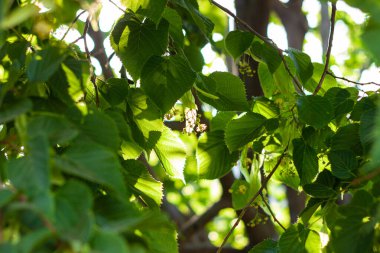 Çiçekli ıhlamur, güneşli bir günde açan kireç ağacı. Çiçekler açan ağaç odunları, kaygı, uykusuzluk, kardiyovasküler sorunlar, soğuk algınlığı ve gribe karşı doğal iyileştirici çay hazırlamak için kullanılır..