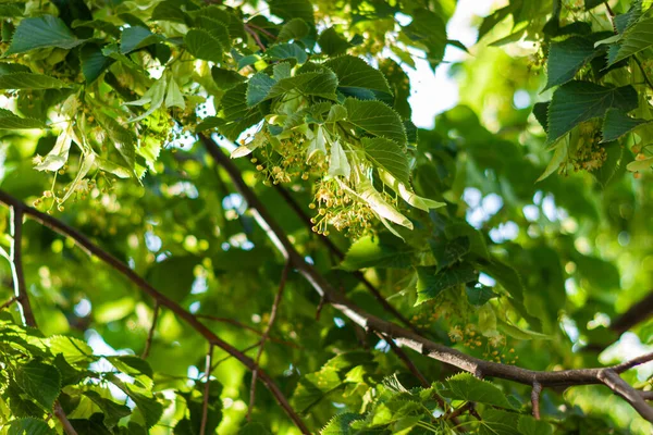 Blooming Linden Lime Tree Bloom Sunny Day Fowers Blossoming Tree — Stock Photo, Image