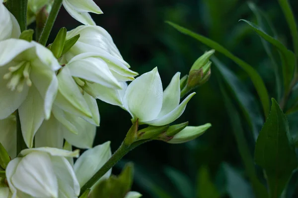 緑の葉の背景を持つ素晴らしい白いユッカの花 庭にユッカ植物ブッシュ 暗いと機嫌の良い春の夏の背景 低キーカラーナチュラル花グリーティングカード花バナーコピースペース — ストック写真