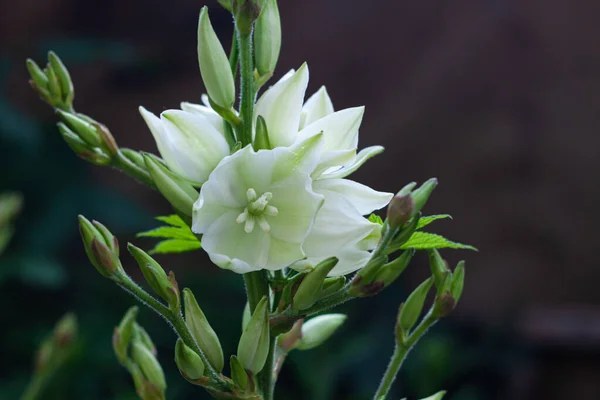 Úžasné Bílé Květy Yucca Zelenými Listy Pozadí Yuccas Rostlina Keř — Stock fotografie