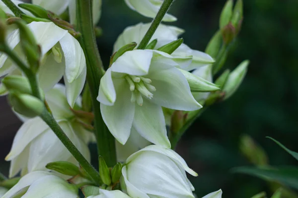 緑の葉の背景を持つ素晴らしい白いユッカの花 庭にユッカ植物ブッシュ 暗いと機嫌の良い春の夏の背景 低キーカラーナチュラル花グリーティングカード花バナーコピースペース — ストック写真