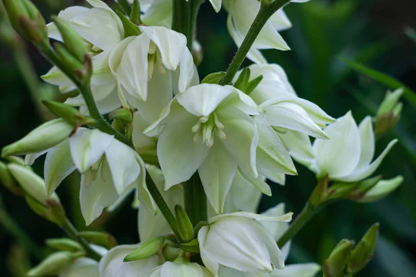 緑の葉の背景を持つ素晴らしい白いユッカの花 庭にユッカ植物ブッシュ 暗いと機嫌の良い春の夏の背景 低キーカラーナチュラル花グリーティングカード花バナーコピースペース — ストック写真