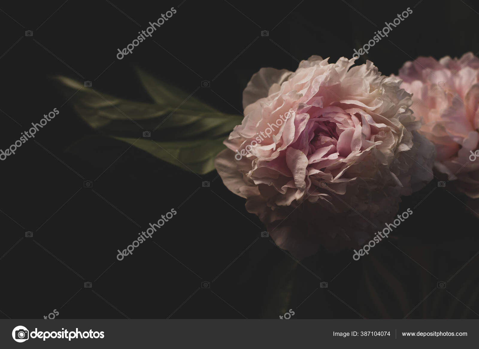 粉色牡丹花黑色背景美丽的植物花卉设计创造性的简约主义阴郁而情绪化的风格淡淡的玫瑰艳丽的牡丹花瓣在花瓶里 图库照片 C Kawaiis