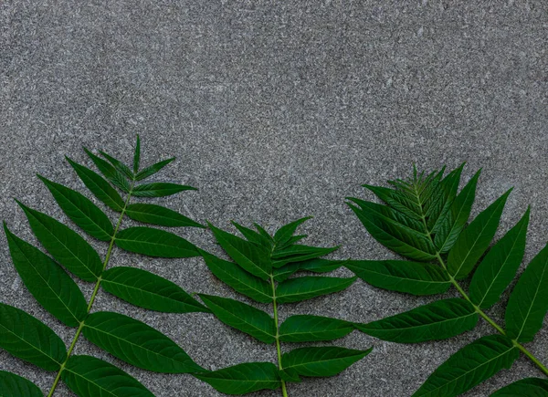 黑色花岗岩背景上的绿色棕榈叶 创意极简主义流行的广告设计背景 具有热带植物轮廓的天然灰色石材质感 棕榈手机壁纸 — 图库照片