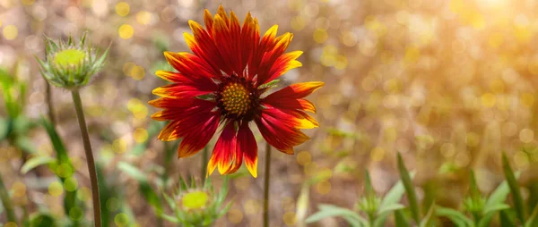 自然カラフルな開花ウェブサイトのヘッダー 赤Zinniaの花の牧草地で ボケの背景がぼやけている 素晴らしい野生のオレンジの花の壁紙 コピースペース付きの自然写真 花グリーティングカード — ストック写真