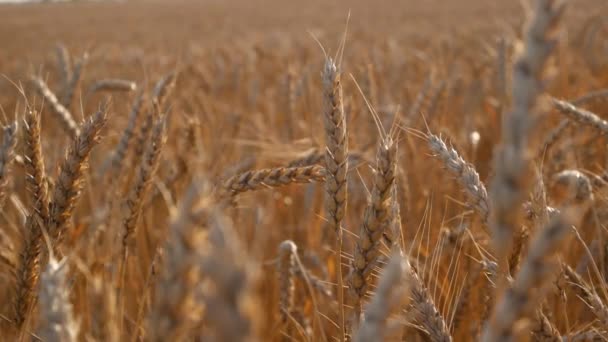 Pšeničné Pole Zralými Hřeby Venkově Uši Pšenice Blíží Zemědělská Sklizeň — Stock video