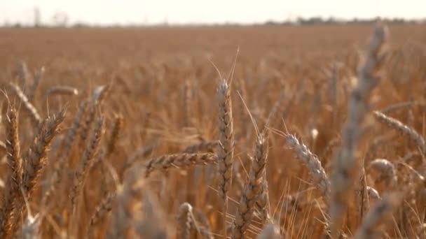 Pšeničné Pole Zralými Hřeby Venkově Uši Pšenice Blíží Zemědělská Sklizeň — Stock video