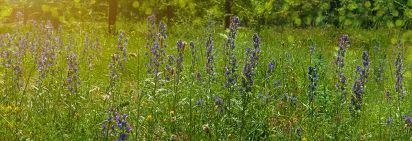 自然カラフルな開花ウェブサイトのヘッダー 背景がぼんやりとした牧草地に紫色の花を咲かせます 素晴らしい野生の森の紫色の花の壁紙 自然写真のコピースペース 花グリーティングカード — ストック写真