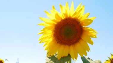 Parlak güneş ışınlarında güzel ayçiçeği tarlaları. Mavi arka planda olgunlaşan sarı çiçekli ekinler. Ay çiçeği yaz rüzgarında sallanır. Tarım kırsal tarım hasat kavramı