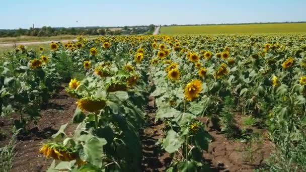 Beau champ de tournesols dans les rayons du soleil. Cultures à fleurs jaunes mûrissant sur fond de ciel bleu. Tournesol balancent sur le vent d'été. Agriculture paysanne concept de récolte