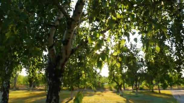 Schöne Birken Zittern Wind Ruhige Ruhige Natur Hintergrund Sonnenlicht Flackert — Stockvideo