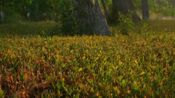 奇形怪状的秋天草坪 绿红的草地五彩缤纷 美丽的夏日早晨在森林里 太阳光穿透了壮丽树木的枝叶 平静宁静的大自然背景 新鲜空气散散步 — 图库视频影像