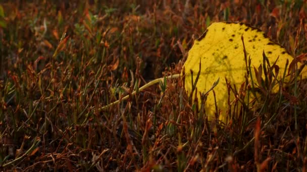 Hoja Amarilla Sobre Hierba Roja Otoño Brillantes Hojas Árboles Contrastantes — Vídeos de Stock