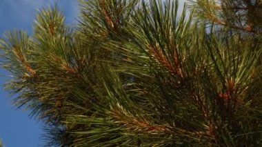 Kozalaklı çam dalı. Genç yeşil çam meyveleri ve iğneler. Açık mavi arkaplandaki Evergreen kozalaklı dal. Rüzgar kozalaklı ormanı sallıyor. Sakin doğa arka plan 4K video.