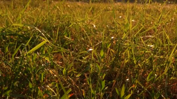 Rode Bladeren Geel Herfstgras Helder Contrasterend Boomblad Swingend Wind Het — Stockvideo