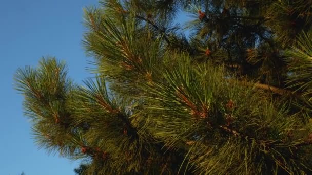 コーンと松の枝のクローズアップ 若い緑の松の実と針 澄んだ青空の背景に常緑針葉樹の枝 風は常に針葉樹林です 穏やかな自然背景 4K動画 — ストック動画