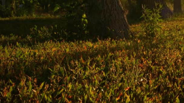 Magiczny Trawnik Jesienny Kolorowymi Czerwonymi Zielonymi Trawami Piękny Letni Poranek — Wideo stockowe