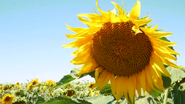 Beautiful Sunflowers Field Flying Bees Insects Bright Sunrays Yellow Flowering — Stock Video