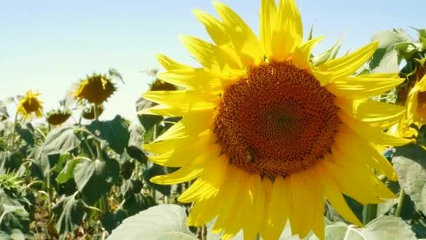 Beaux tournesols champ d'abeilles volantes insectes dans les rayons de soleil lumineux. Cultures à fleurs jaunes mûrissant sur fond de ciel bleu.Balancement de fleurs sur le vent.Agriculture rurale concept de récolte