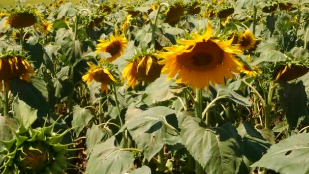 Prachtige Zonnebloemen Veld Vliegende Bijen Insecten Felle Zonnestralen Gele Bloeiende — Stockvideo