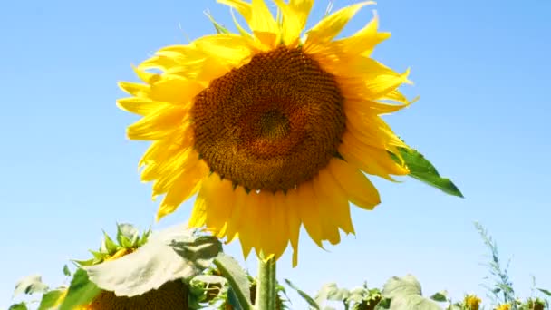 Красивий Жовтий Соняшник Яскравим Мерехтливим Сонячним Промінням Квітучі Культури Ростуть — стокове відео