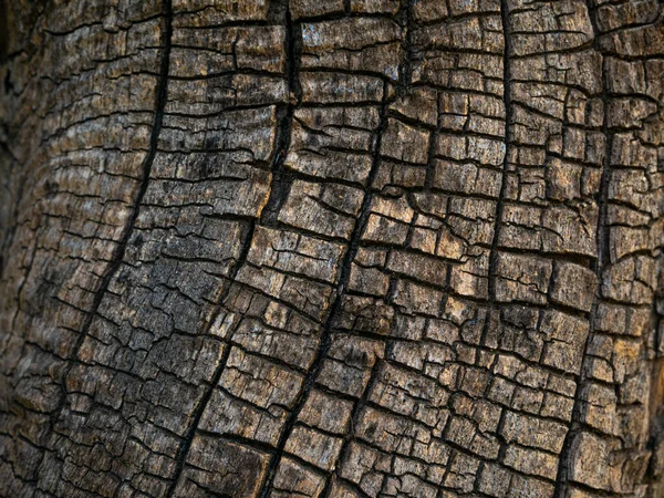 Metin Göstermek Için Ağaç Gövdesi Boş Maketi Doğal Ahşap Arka — Stok fotoğraf