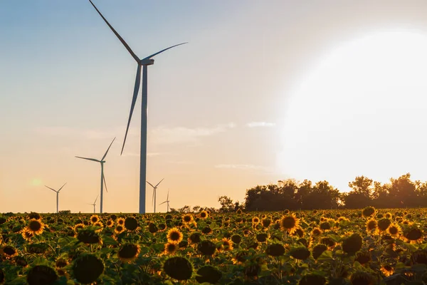 Wind turbines energy converters on yellow sunflowers field on the sunset. Local eco friendly wind farm. Agriculture crops harvest, farming harvesting background. Green ecological electricity wallpaper