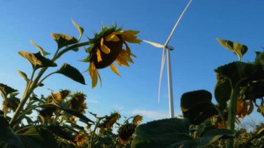 Rüzgar türbinleri günbatımında sarı ayçiçeği tarlasında enerji dönüştürücüleri oluşturur. Yerel çevre dostu rüzgar çiftliği. Tarım ürünleri hasat, tarım hasat geçmişi. Yeşil ekolojik elektrik duvar kağıdı