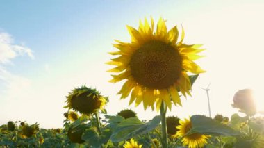 Rüzgar türbinleri günbatımında sarı ayçiçeği tarlasında enerji dönüştürücüleri oluşturur. Yerel çevre dostu rüzgar çiftliği. Tarım ürünleri hasat, tarım hasat geçmişi. Yeşil ekolojik elektrik duvar kağıdı