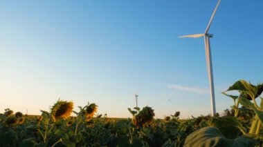 Rüzgar türbinleri günbatımında sarı ayçiçeği tarlasında enerji dönüştürücüleri oluşturur. Yerel çevre dostu rüzgar çiftliği. Tarım ürünleri hasat, tarım hasat geçmişi. Yeşil ekolojik elektrik duvar kağıdı