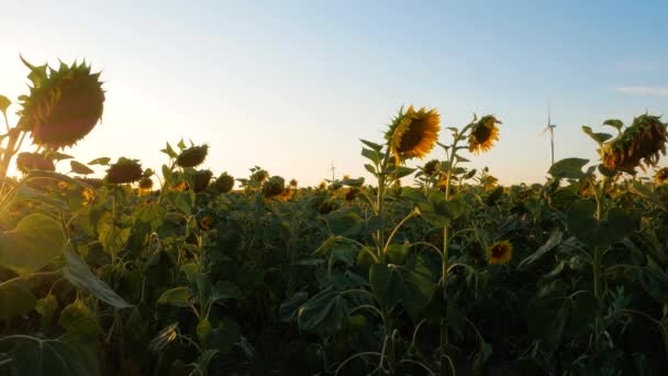 Turbinas Eólicas Convertidores Energía Campo Girasoles Amarillos Atardecer Parque Eólico — Vídeo de stock